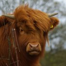 Scotisch Highlander